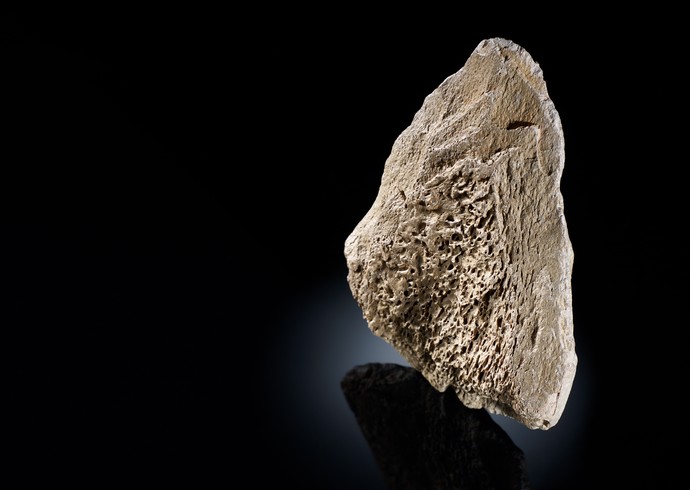 Dreieckiger, beiger Keil aus der Steinzeit, bei dem die poröse Knochenstruktur zu erkennen ist.