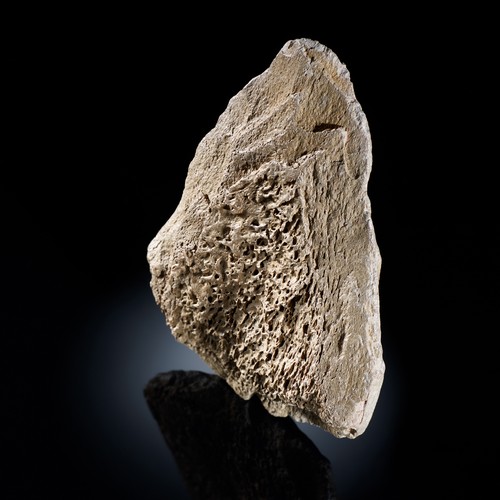 Dreieckiger Keil aus der Steinzeit, bei dem die poröse Knochenstruktur zu erkennen ist.