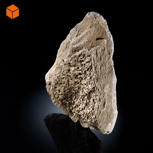 Dreieckiger, beiger Keil aus der Steinzeit, bei dem die poröse Knochenstruktur zu erkennen ist.
